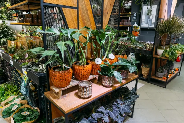 Pépiniéristes et jardineries autour de Roanne : où trouver les meilleurs conseils pour son jardin